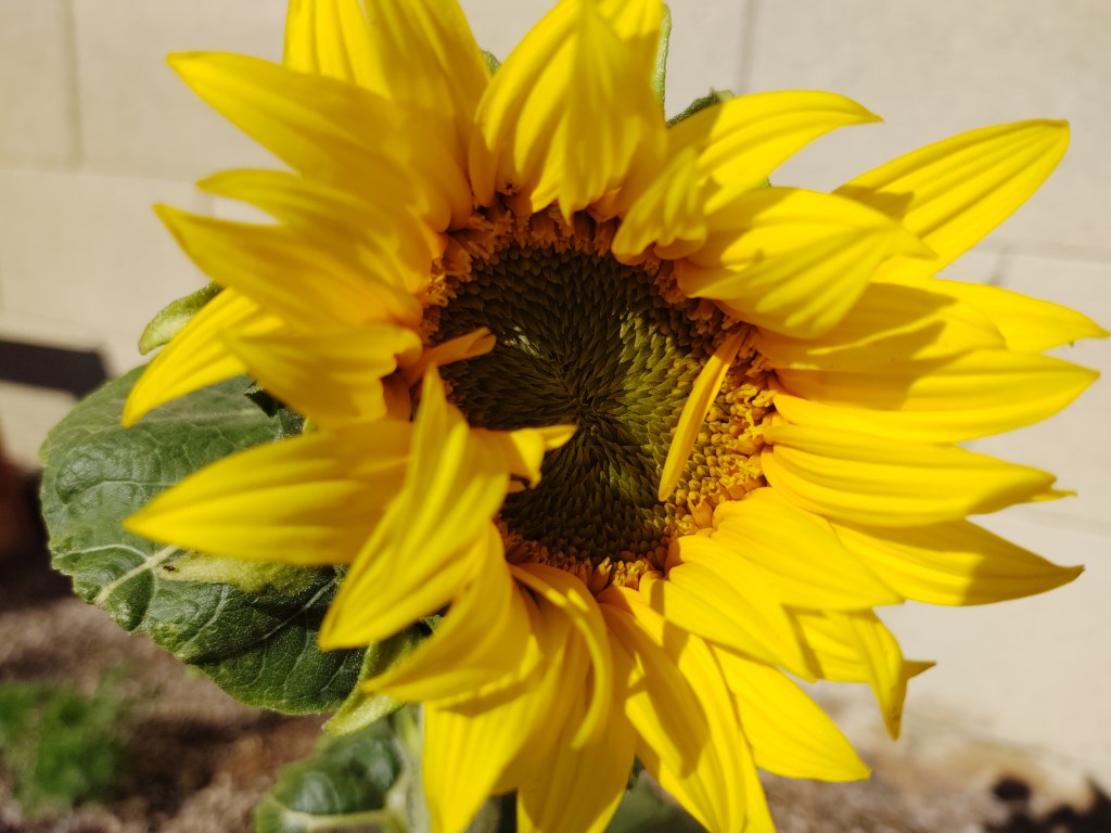 Ep. 3. The Message of the Sunflower. Love and Light Poetry&nbsp;Podcast.