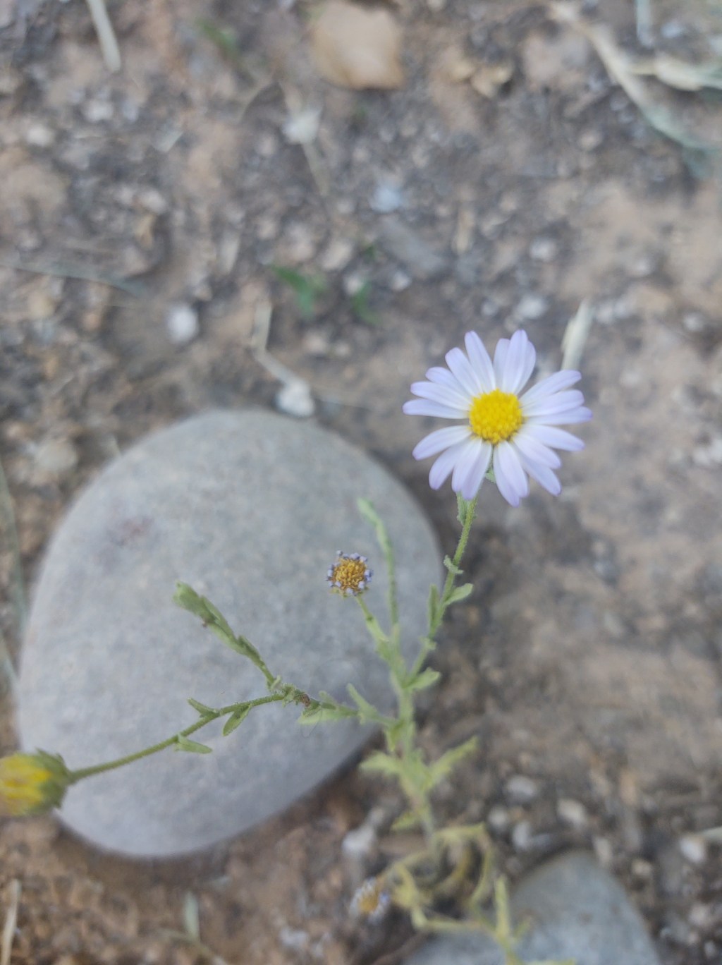 Growing food in times of Coronavirus.&nbsp;Gardening.