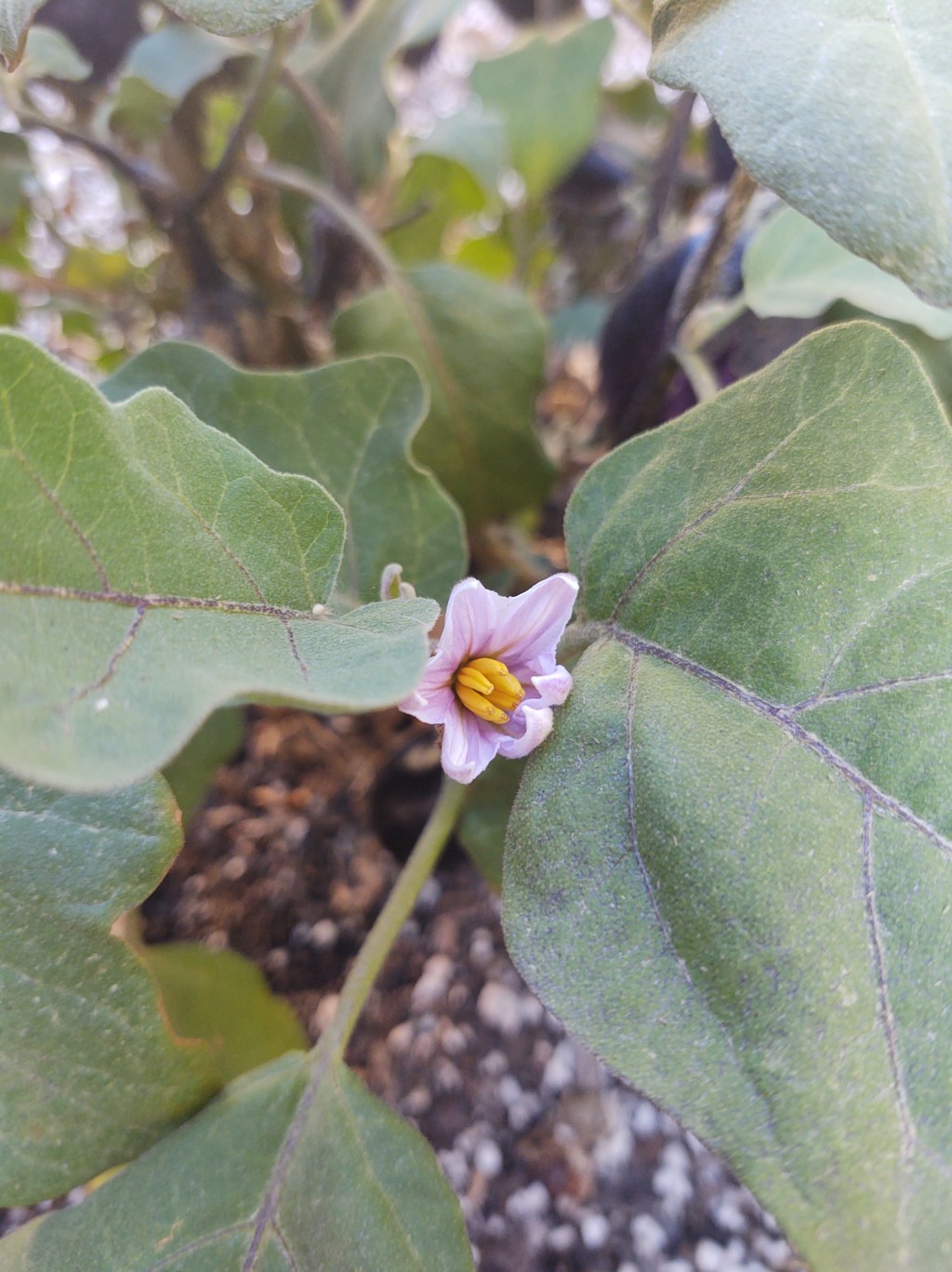Growing Veggies In My Backyard. Beginner Gardener.