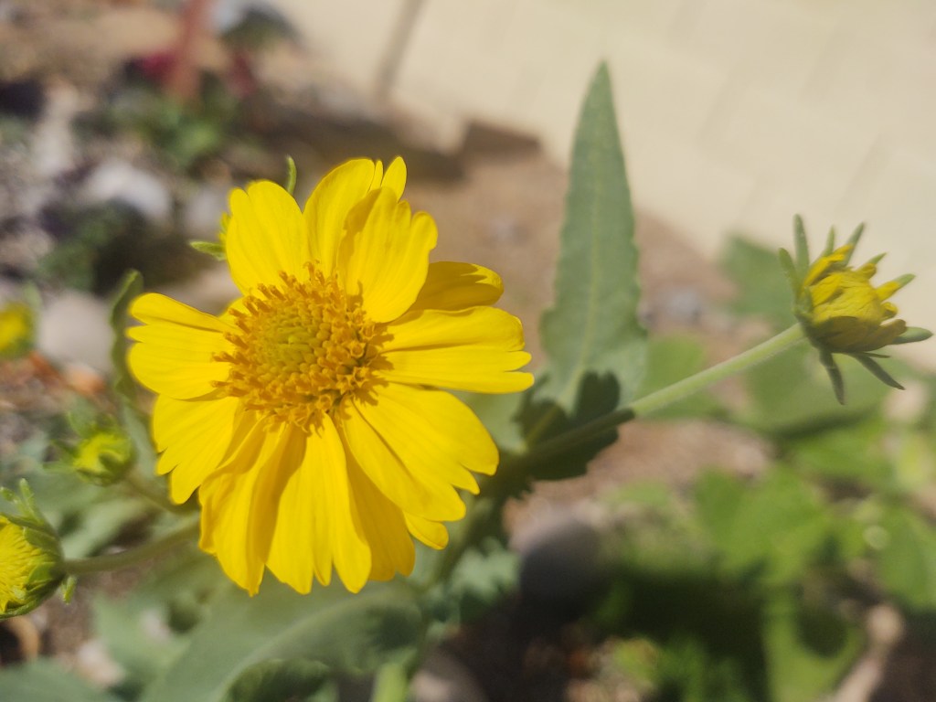 Gratitude challenge and dream&nbsp;journal