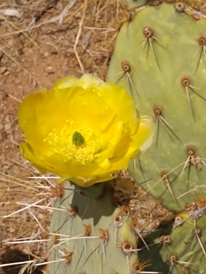 Twin Flame Love Poem: “My Desire For&nbsp;You”